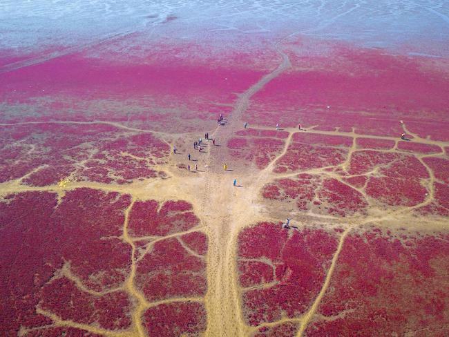 An aerial photo shows a beach covered with the plant Suaeda salsa, also known as seepweed or sea-blite, which can turn red in autumn in Yingkou, in China's northeastern Liaoning province. Picture: AFP