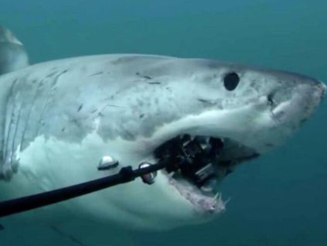 Holding on ... the shark seizes upon the GoPro camera. Picture: 360Heros/Supplied