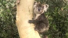 A koala pictured at an undisclosed location at Belrose: Picture: Lisa Spinks