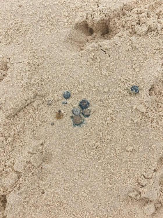 Natalie and Wayne Mendez warn about blue button jelly at Tallebudgera after their dog Penny ate one. Picture: Supplied