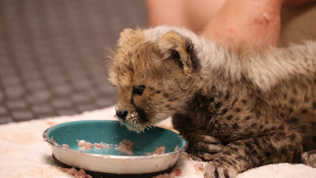 But she’s a messy eater. Picture: Taronga Western Plains Zoo