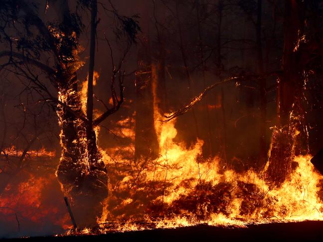 Bushfires on the South Coast of NSW. Trees alight in the hills behind Wyndham from the Big Jack Mountain fire in the Bega Valley. Picture: Toby Zerna