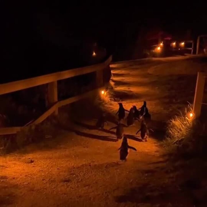 Little Penguins return to Bicheno beach