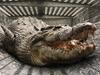 Large croc removed from rec zone in tourism wetlands