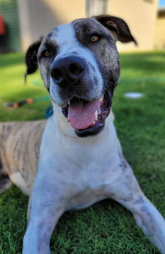 Fang: Sarah James' 2 year old puppy