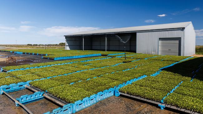 Tomato shoots ready to be planted on goFARM’s Lake Boga property in northern Victoria.