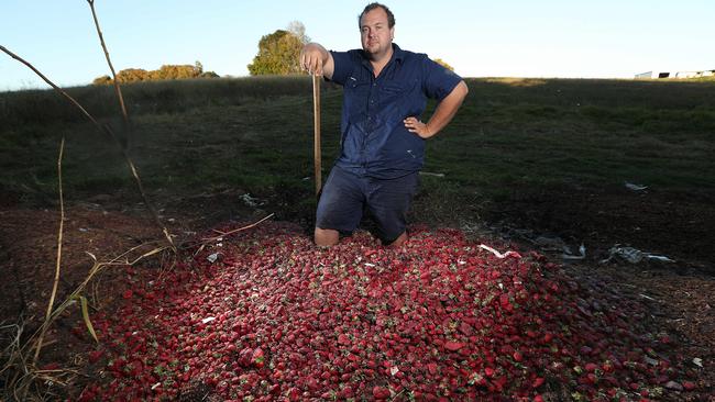 Braetop Berries grower Aidan Young amid thousands of dollars worth of strawberries about to be ploughed into the ground at his Queensland farm. Picture: Lyndon Mechielsen