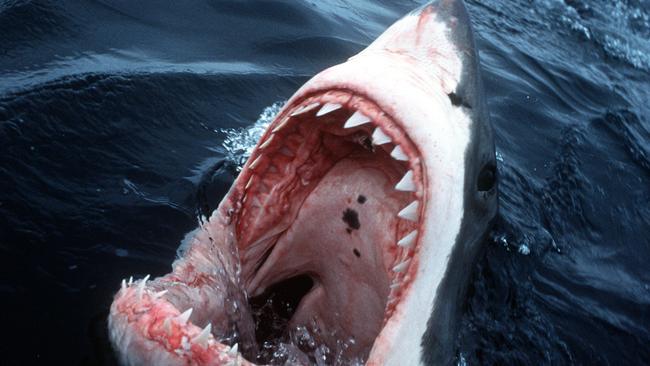 Copyright David Doubilet National/Geographic Opened jaws of a great white pointer shark off coast of South Africa 1999.