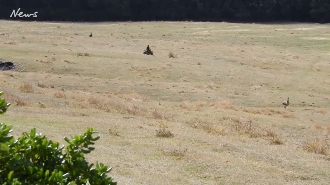  Idiot hoons chase terrified emus