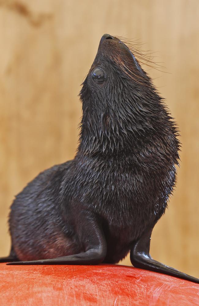 What’s in a name? You can help choose this female pup’s name. Picture: Sam Ruttyn