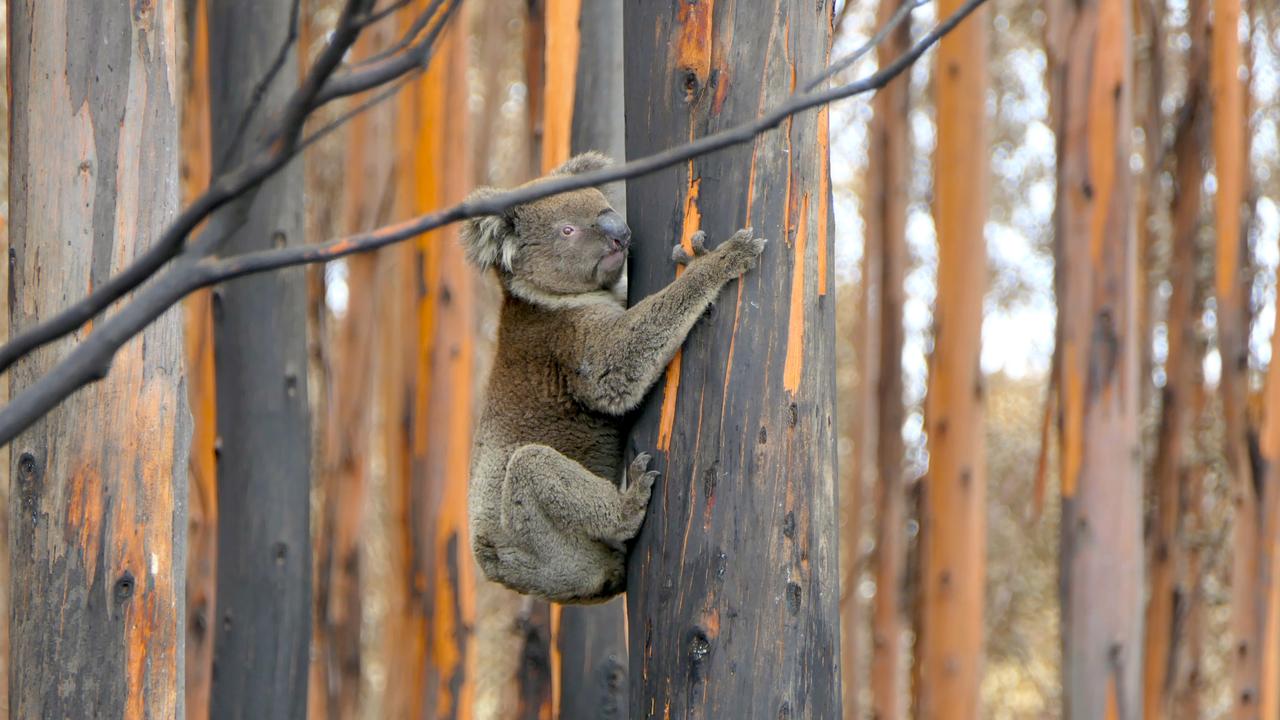 Koalas are left in the wild if possible. Picture: Max Uechtritz. Source: Channel 7