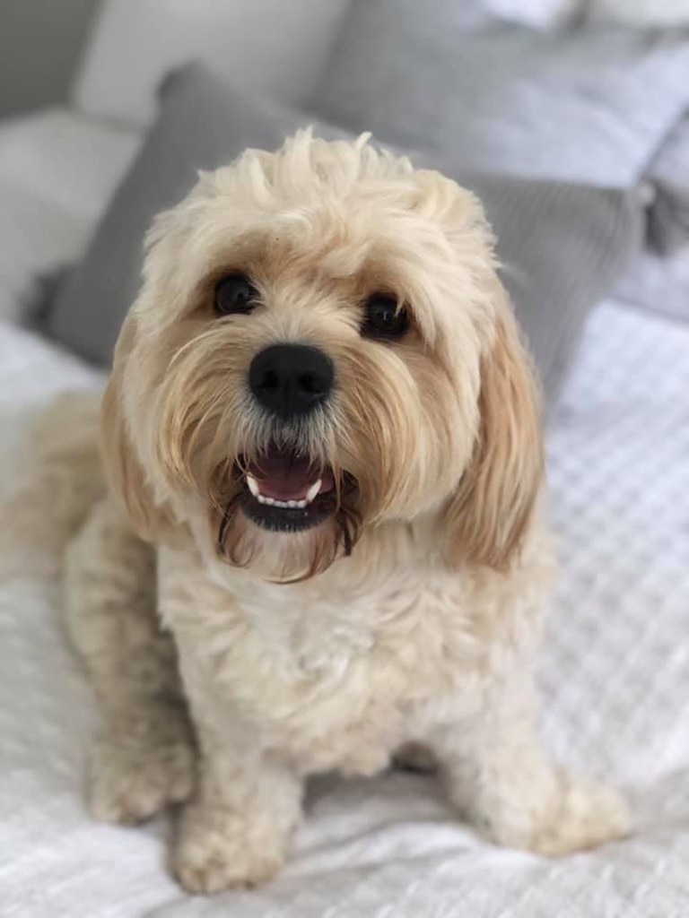 Hunter the Maltese x Cavalier. Photo Brittany Raymond.