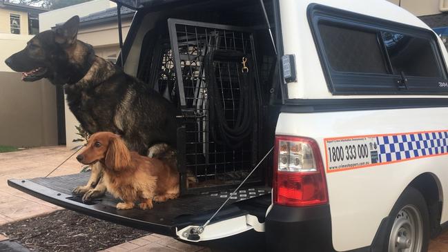 PD Hondo and his best buddy Harvey the sausage dog.