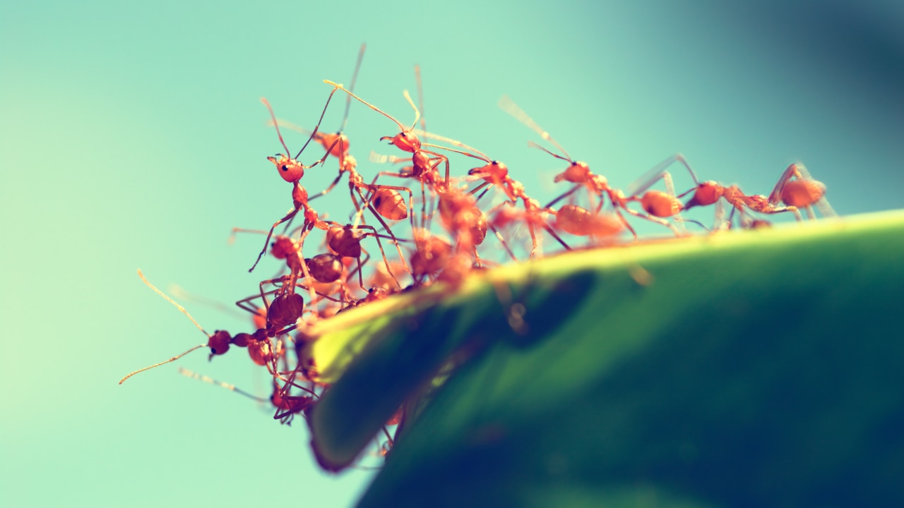 Australia faces potentially fatal fire ant outbreak