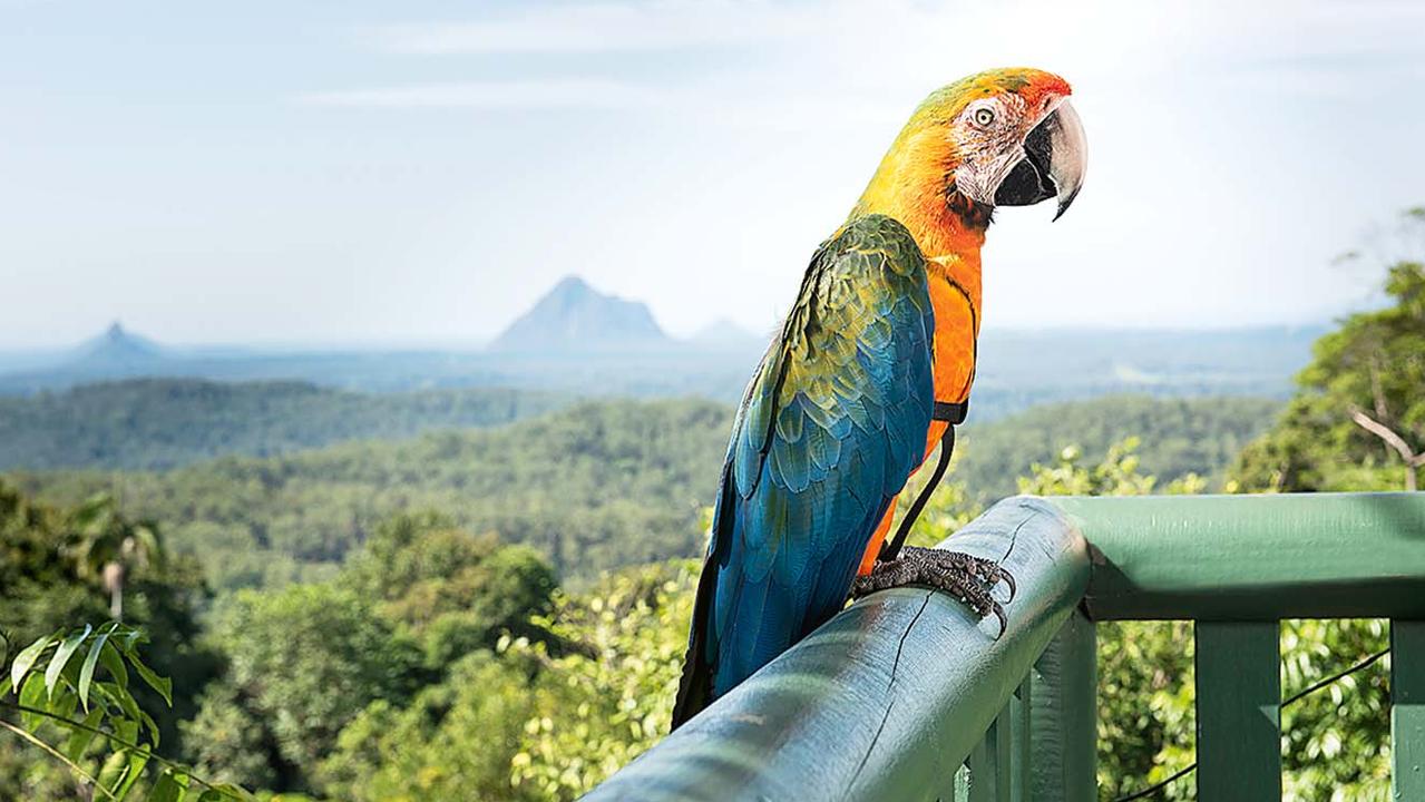 maleny bird world tickets