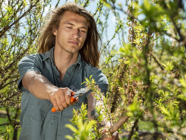 Aussies lured into farm work by $2500 cash bonus