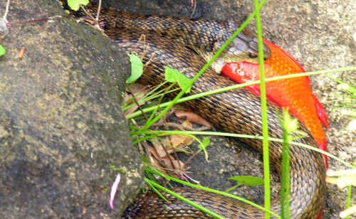 Tommie Strydom snapped this wild encounter in his courtyard. Picture: Contributed