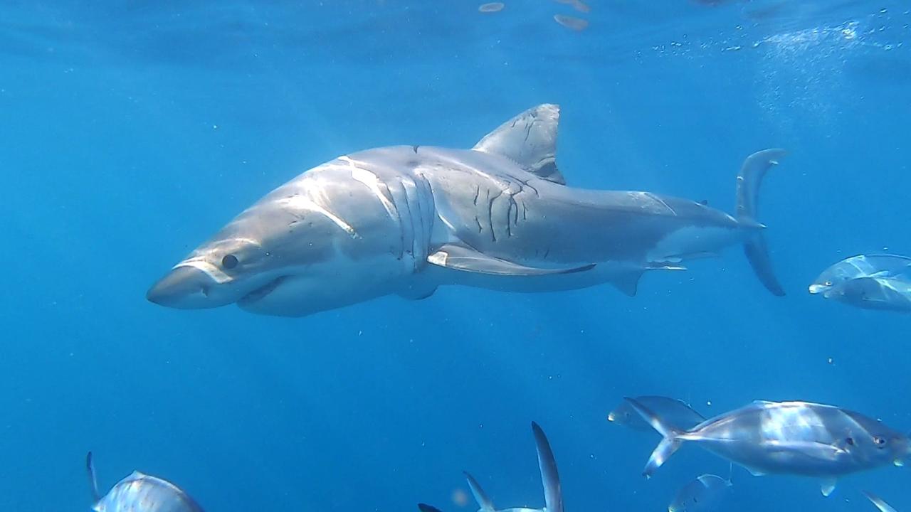 While the species of the shark has yet to be confirmed, great whites can grow to be over 6m. Picture: A great white shark. Picture: Supplied.