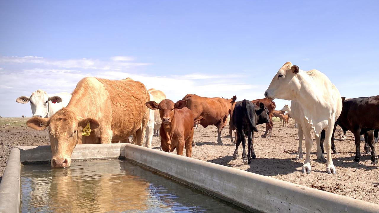 Australian Agricultural Company’s asparagopsis Wagyu trial falls short ...