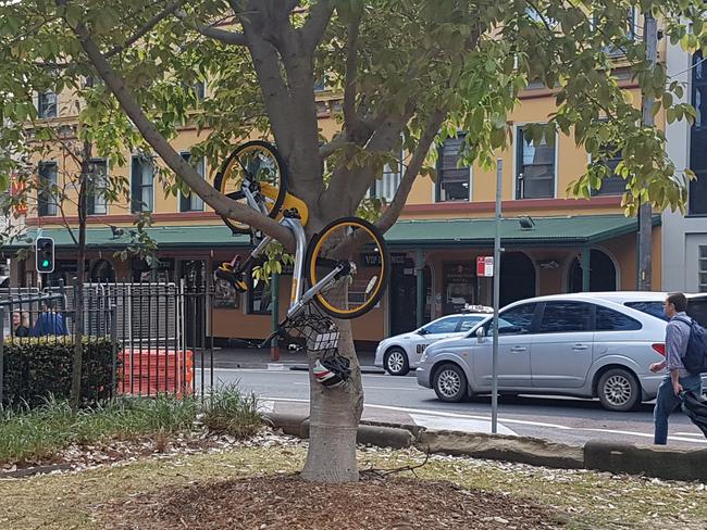 An oBike left in a tree in Sydney.