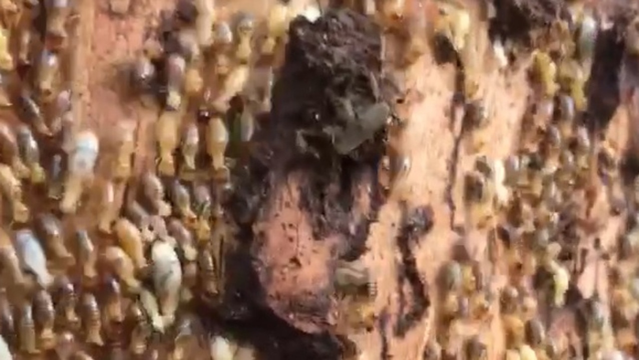 A screenshot from a video shows a huge termite infestation found in a Burleigh Heads home. Picture: Pegasus Environmental Pest Control &amp; Termite Management