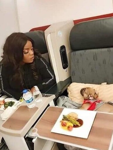 It's becoming increasingly common to see social media posts of dogs travelling in business class on airlines that allow it. Picture: Facebook