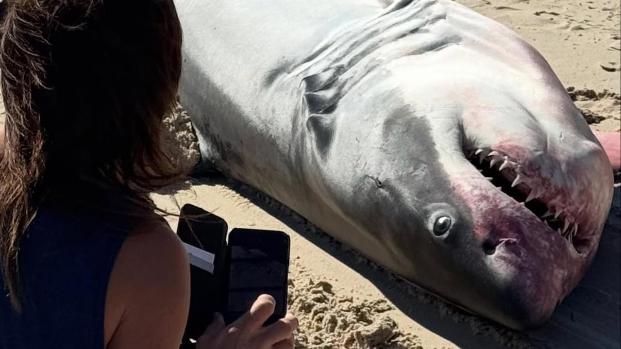 A Great White Shark washed up on nearby Henley Beach on Monday: Picture: Benjamin Neville/@offpiste4wdtours