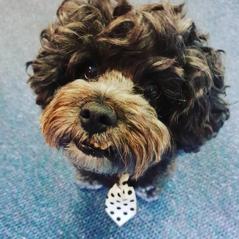 Ready for work. Harry is a therapy dog who attends Mabel Park SHS. Picture: Katherine Lubach