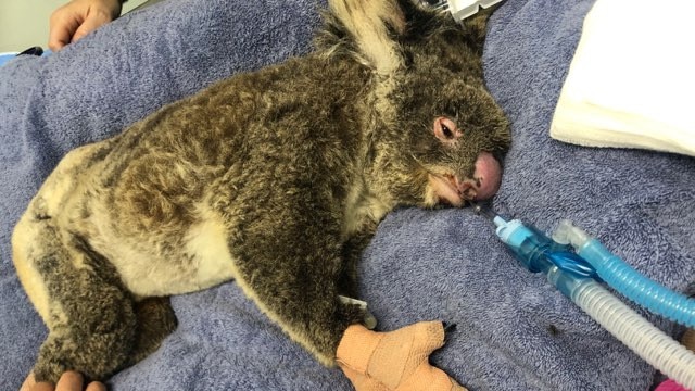 Woomba the koala- rescued by Friends of the Koala under treatment at Currumbin Wildlife Hospital.