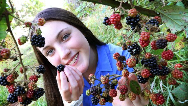 Georgia Purton 15 of Burnie samples blackberries for the first time at Upper Burnie Contact Georgia 0448427443