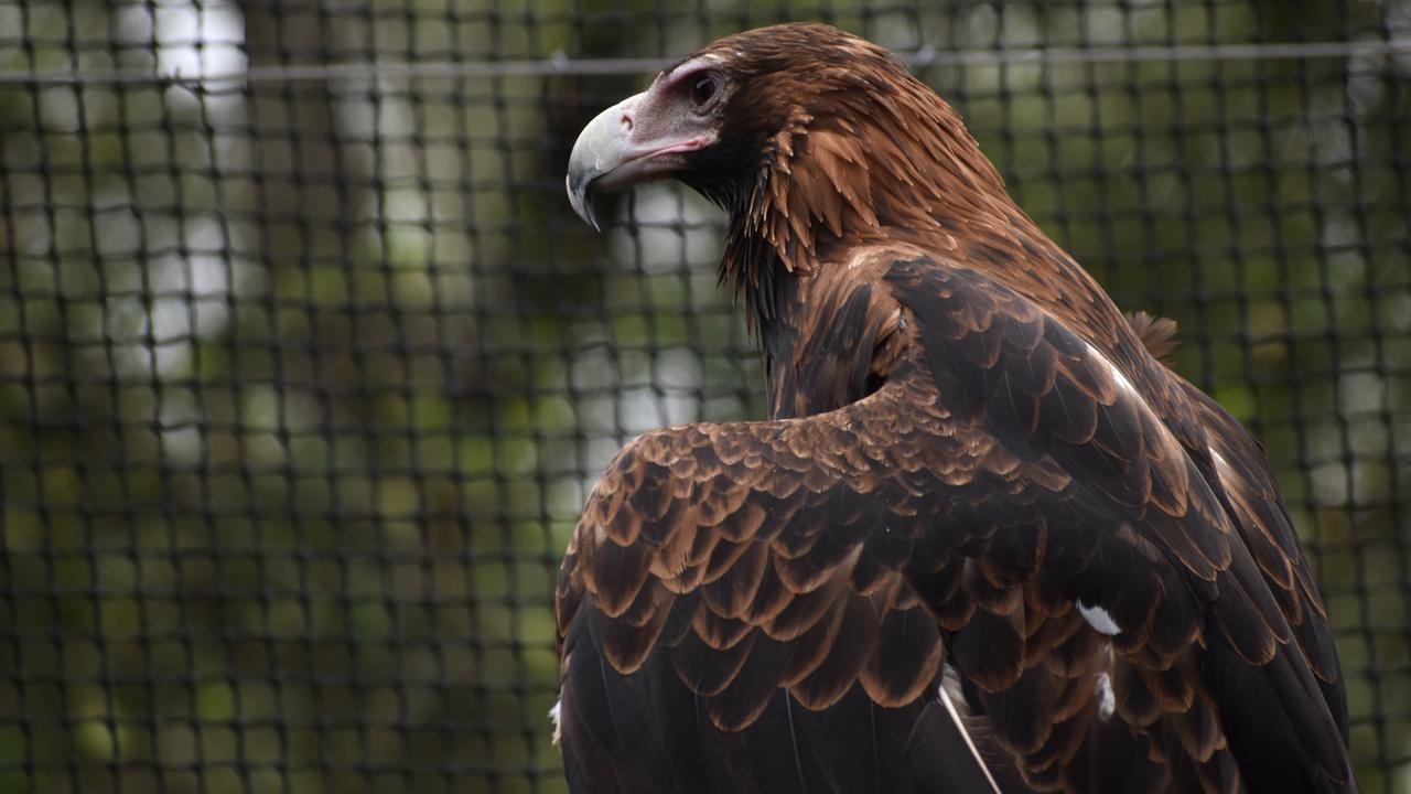 A wedge-tailed eagle. Picture: Ebony Graveur