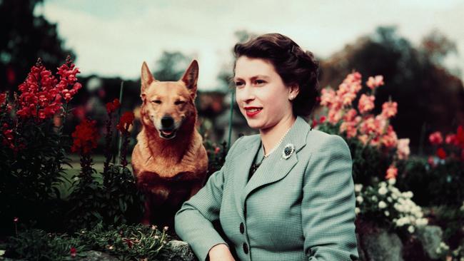 Queen Elizabeth at Balmoral Castle with one of her corgis, 1952.