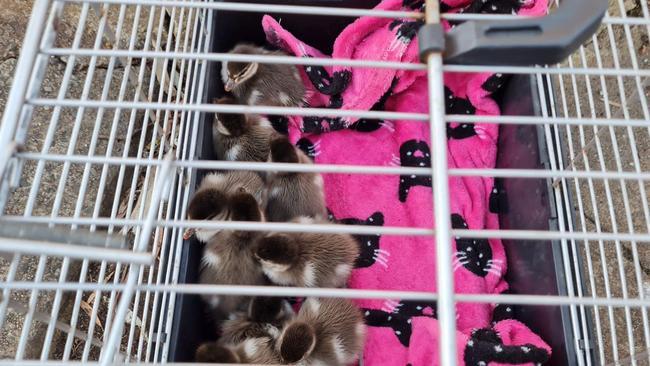 Ducklings rescued from a drain in Onkaparinga Hills. Picture: Supplied