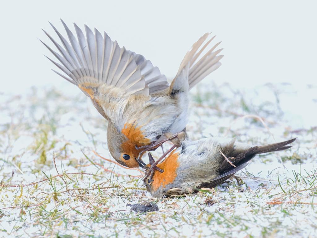 In spring, cute-looking robins become aggressive defenders of territory and breeding rights. The photographer was able to capture these two fighting in the sun and snow and was the runner up in the animal behaviour category. Picture: Jane Hope/Nature TTL