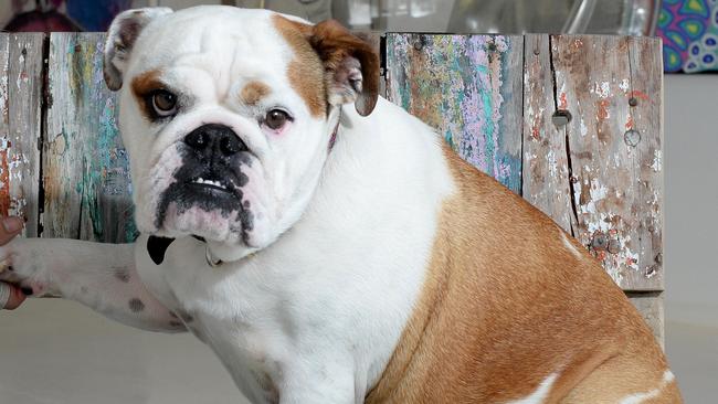 Rocket the British bulldog at Arthunt Studio. Picture: Noelle Bobrige
