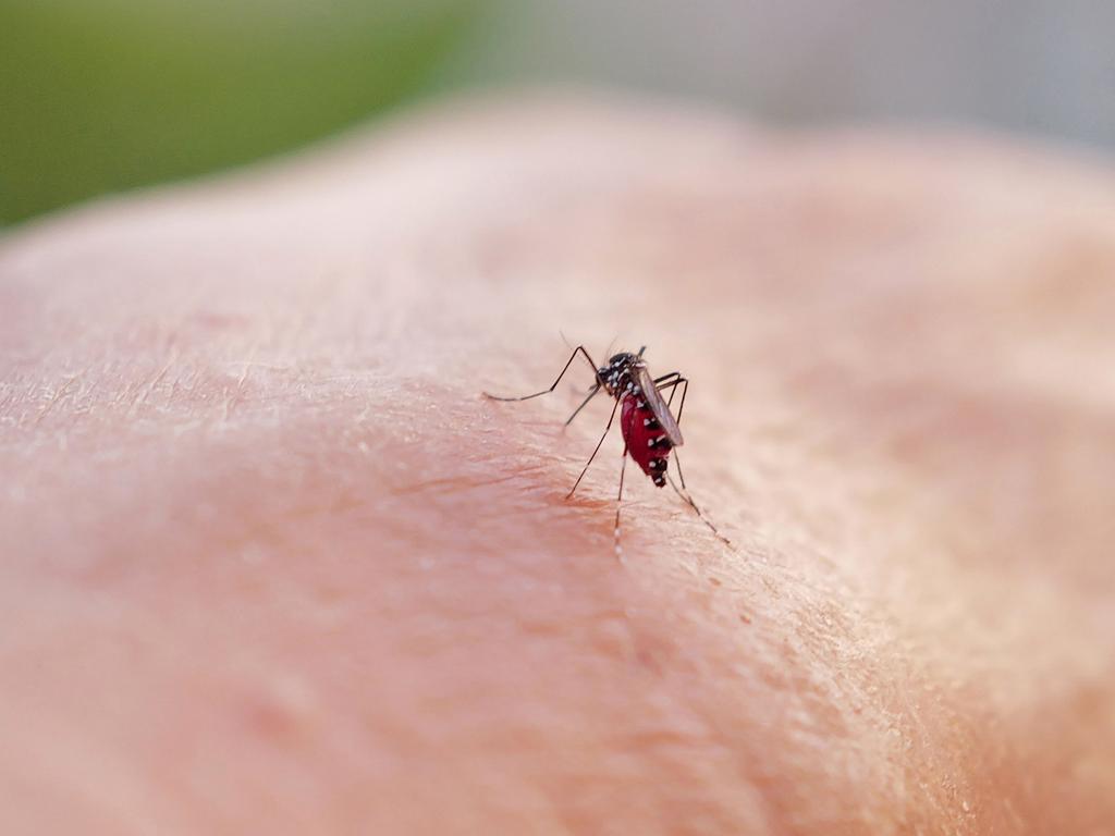 Travellers are urged to take precautions against the mosquito-borne disease