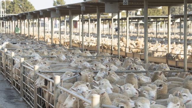 Prices were impacted by overseas conflict at Bendigo market this week. Picture: Zoe Phillips