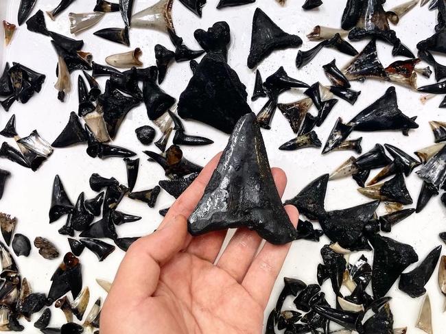 The megalodon ancestor tooth. Picture: CSIRO/Yi-Kai Tea