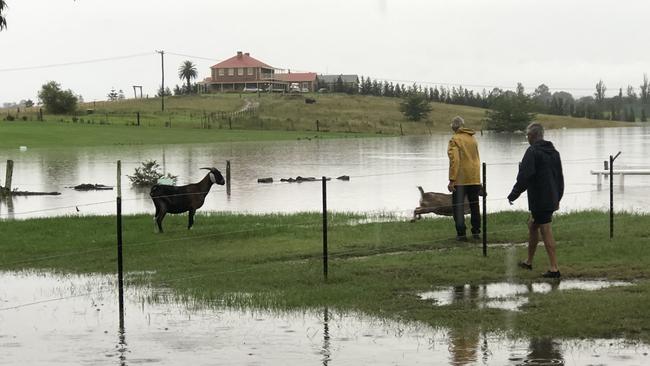 Goats saved by volunteers as floodwaters rose. Picture: Helen Scotland