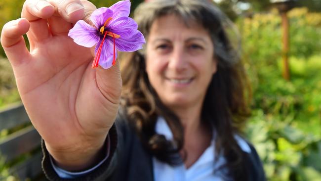 Precious: Litza Kikidopoulos shows off a crocus flower with its saffron threads at her Glenlyon farm. Picture: Zoe Phillips