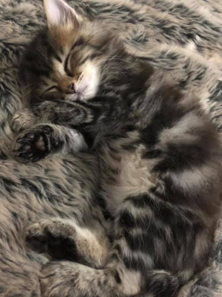 Nala, matching our couch throw. Picture: Kim Davidson. 