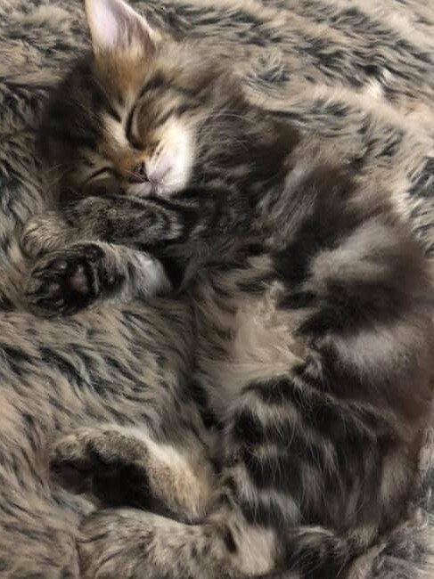 Nala, matching our couch throw. Picture: Kim Davidson.
