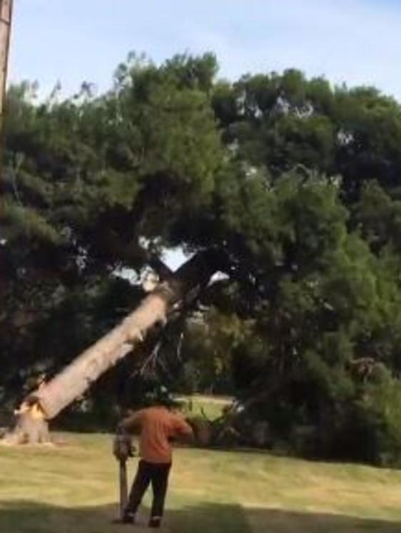 A large tree is toppled in the parklands this morning.