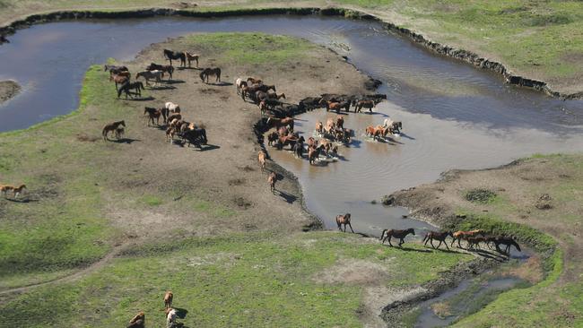 Brumbies seen in the Kosciuszko National Park