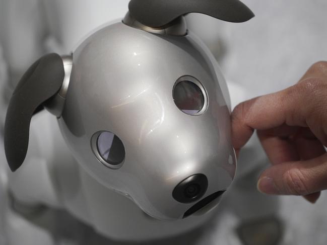 A guest pets Sony's new Aibo robot at a Sony show room in Tokyo Thursday, Jan. 11, 2018.  Sony launched â€œaiboâ€, a dog type pet type robot, into Japanese market Thursday.  At the Aibo showroom in Tokyoâ€™s shopping district, by-standers enjoyed interacting with the robot flipping its ears and wagging its tail as it looks up the people with smiling face. This is the relaunch of Sonyâ€™s dog type robot which had been originally launched in 1999 as one of the pioneers of  such pet type robots.  (AP Photo/Eugene Hoshiko)