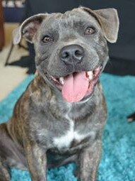 Willow is such a happy girl. Submitted by Cher Chramm.