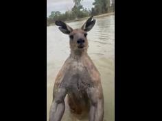 Unhinged kangaroo moments that shook us in 2023