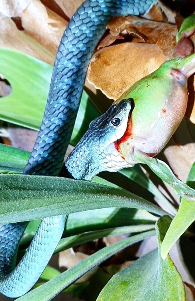 Stunning Blue Phase Common Tree Snake Eating a Green Tree Frog.