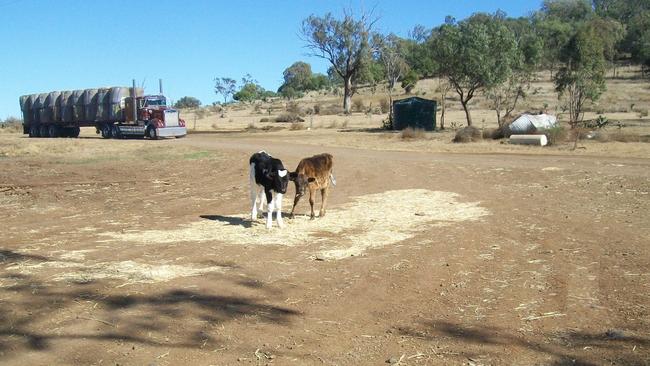 Calves enjoy a small amount of feed at the drought-devastated Gamble family farm in Toowoomba.