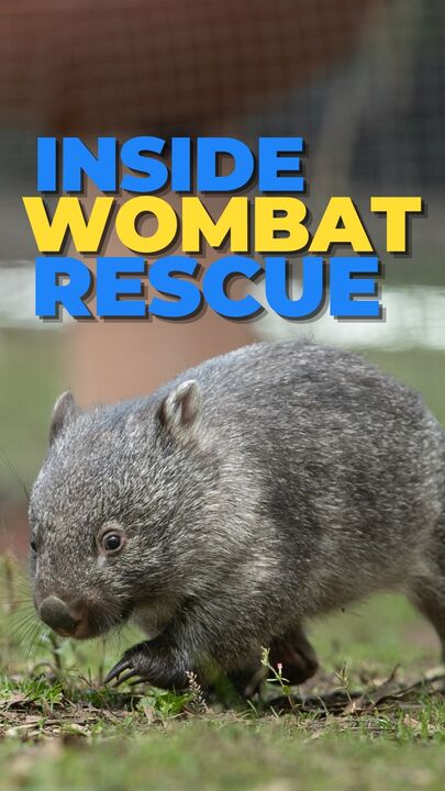 Inside the hospital for wombats